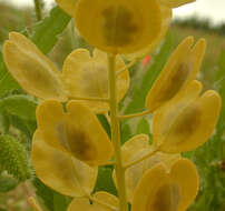 Image of field pennycress