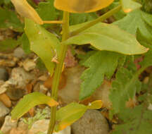 Image of field pennycress