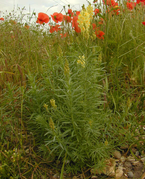 Image of Common Toadflax