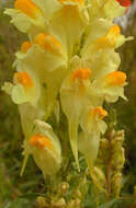 Image of Common Toadflax