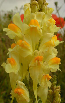 Image of Common Toadflax