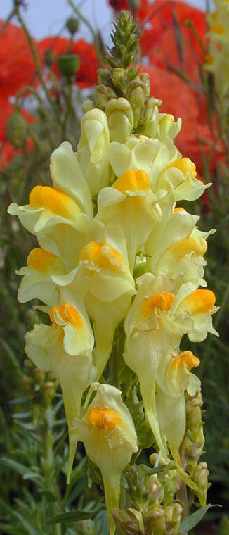 Image of Common Toadflax