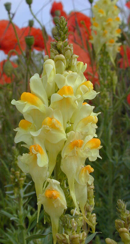 Image of Common Toadflax