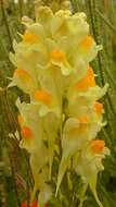 Image of Common Toadflax