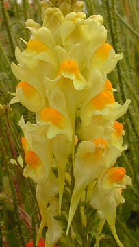 Image of Common Toadflax