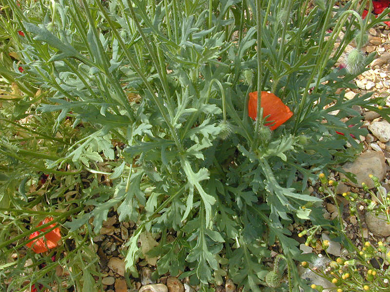 Image of Papaver dubium subsp. dubium