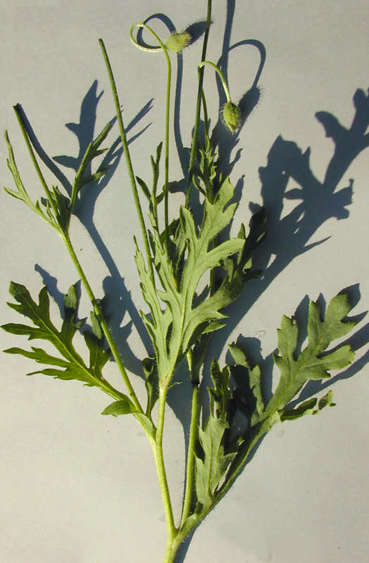 Image de Papaver dubium subsp. dubium