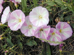 Image of Field Bindweed