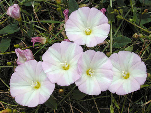 Image of Field Bindweed