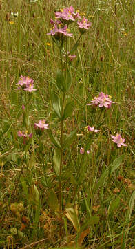 Image of Centaurium erythraea subsp. erythraea