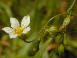 Image of purging flax, fairy flax