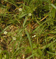 Image of purging flax, fairy flax