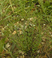 Image of purging flax, fairy flax