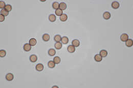 Image of Stemonitis flavogenita