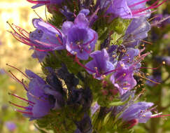 Image of blueweed