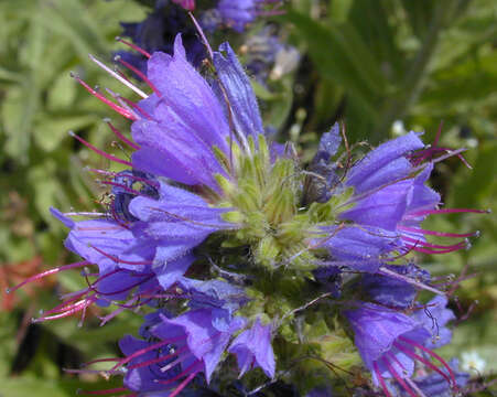 Image of blueweed