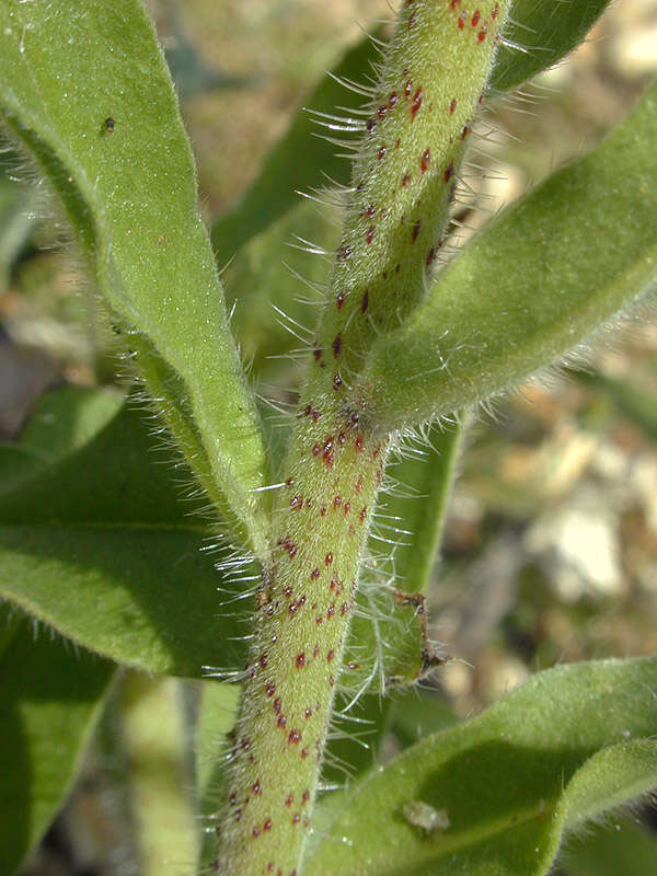 Image of blueweed