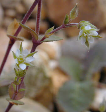 Image de Arenaria leptoclados subsp. leptoclados