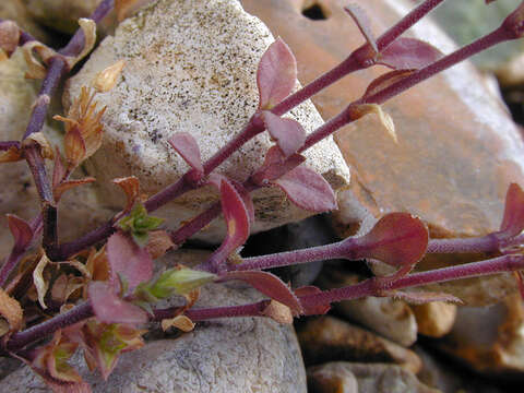 Image de Arenaria leptoclados subsp. leptoclados