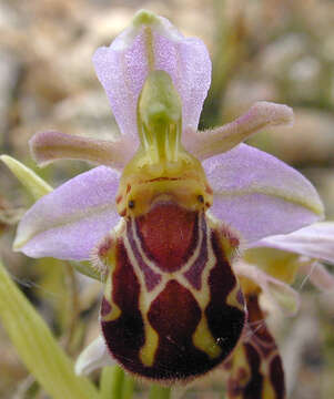 Image of Ophrys apifera var. apifera