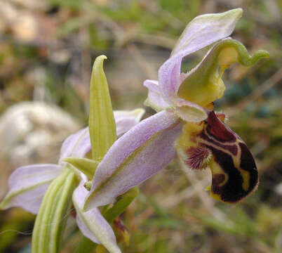 Image of Ophrys apifera var. apifera