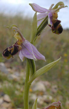 Image of Ophrys apifera var. apifera