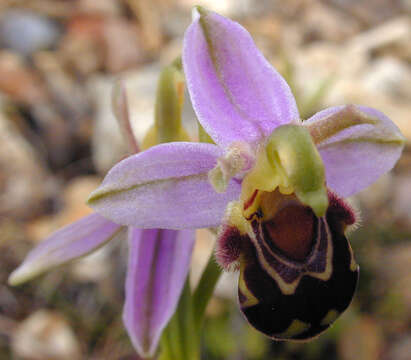 Image of Ophrys apifera var. apifera