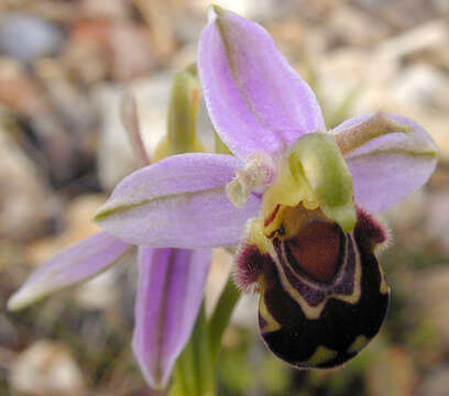 Plancia ëd Ophrys apifera var. apifera