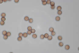 Image of Stemonitis flavogenita