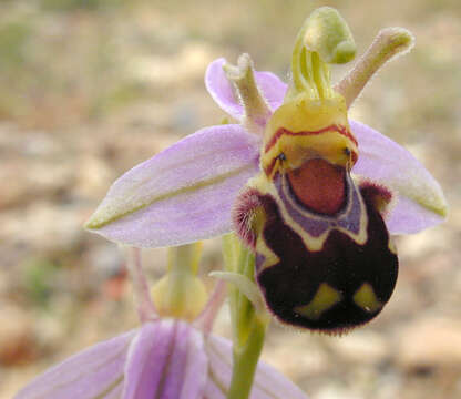 Image of Ophrys apifera var. apifera