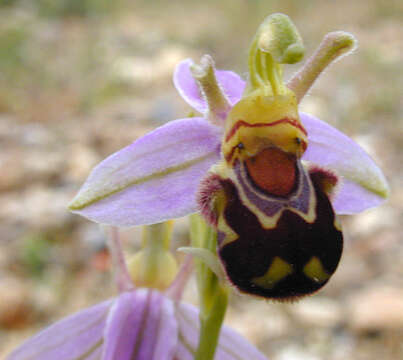 Image of Ophrys apifera var. apifera