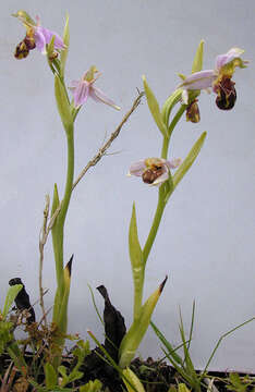 Plancia ëd Ophrys apifera var. apifera