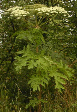 Heracleum mantegazzianum Sommier & Levier resmi