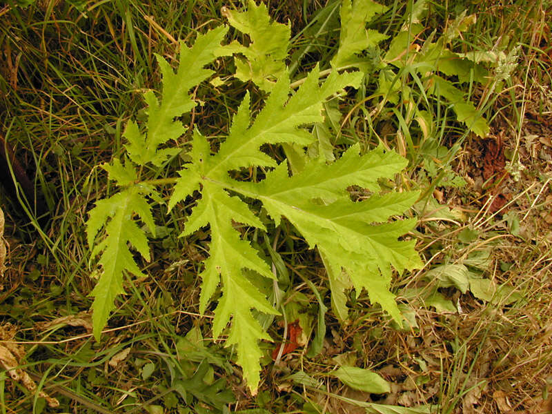 Heracleum mantegazzianum Sommier & Levier resmi