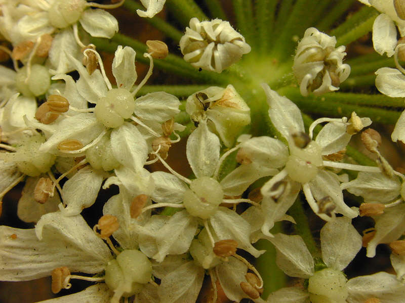 Heracleum mantegazzianum Sommier & Levier resmi