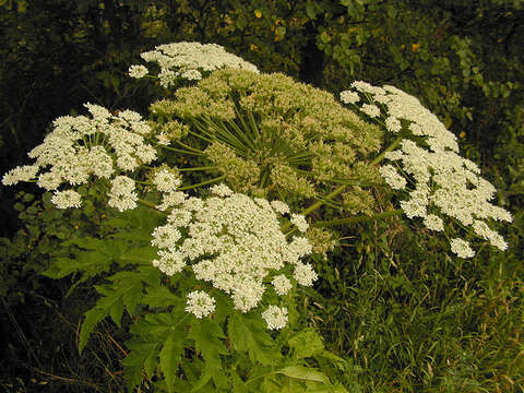 Image of Mantegazzi's Cow-Parsnip