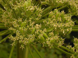 Imagem de Heracleum mantegazzianum Sommier & Levier