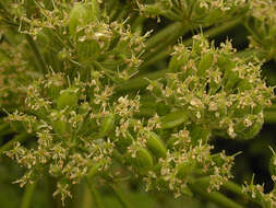 Image of Mantegazzi's Cow-Parsnip