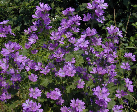 Image de Grande mauve