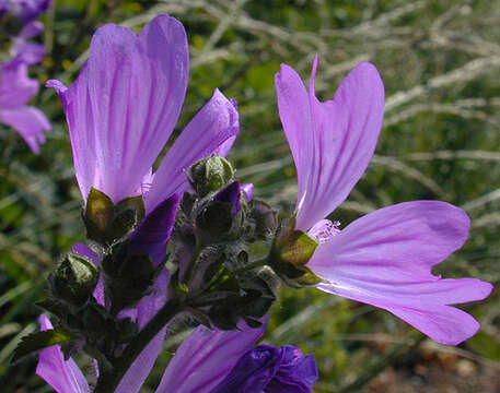 Image of high mallow