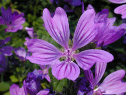 Image of high mallow