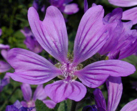 Image of high mallow