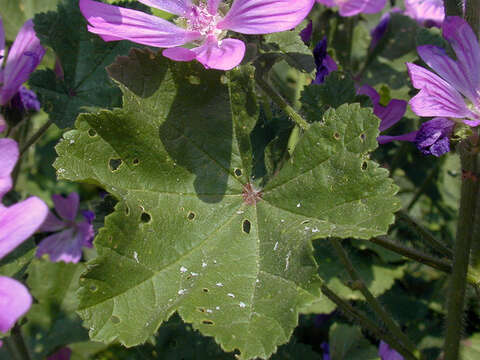 Image of high mallow