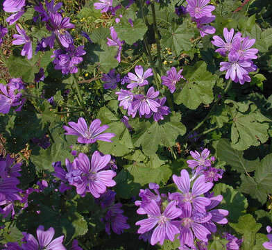 Image of high mallow