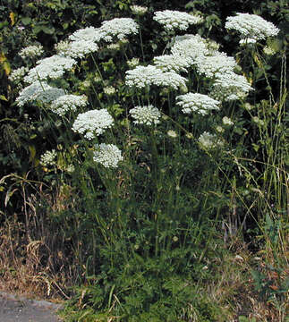 Daucus carota subsp. carota resmi