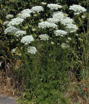 Daucus carota subsp. carota resmi