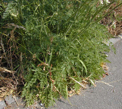 Image of Queen Anne's lace