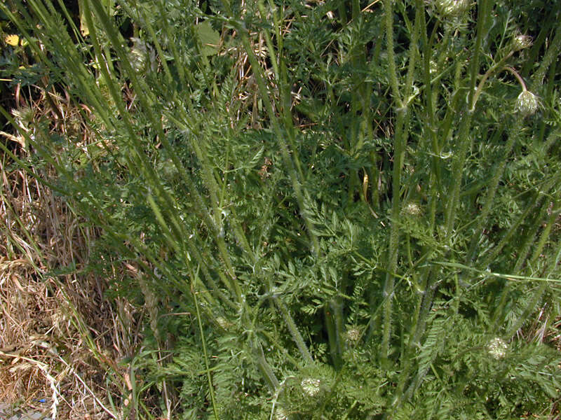 Image of Queen Anne's lace