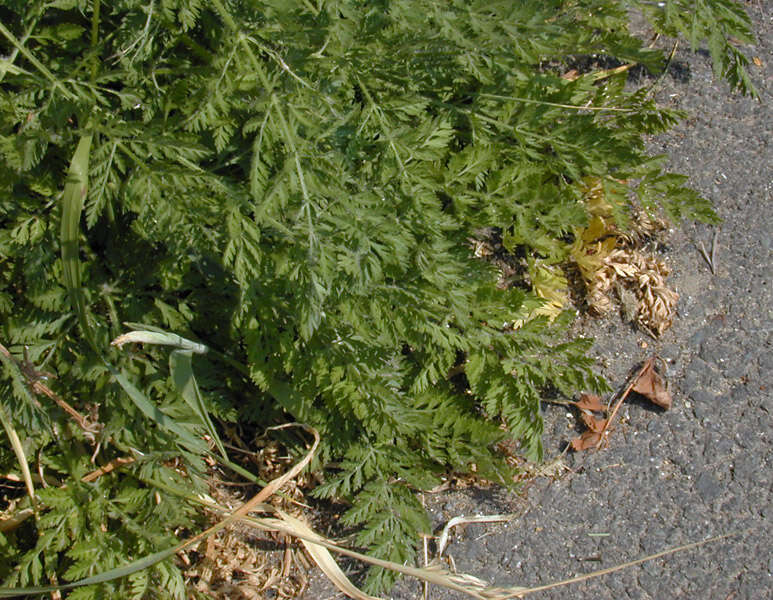 Daucus carota subsp. carota resmi
