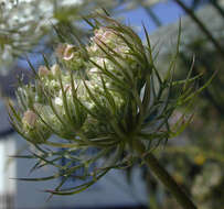 Image of Queen Anne's lace